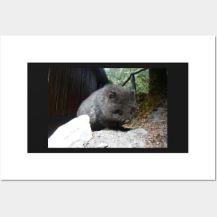 Cute Wombat Posters and Art